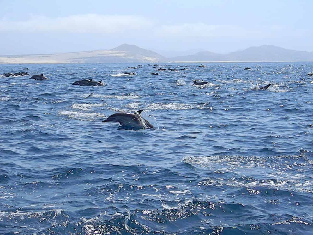 Dolphin Chaos