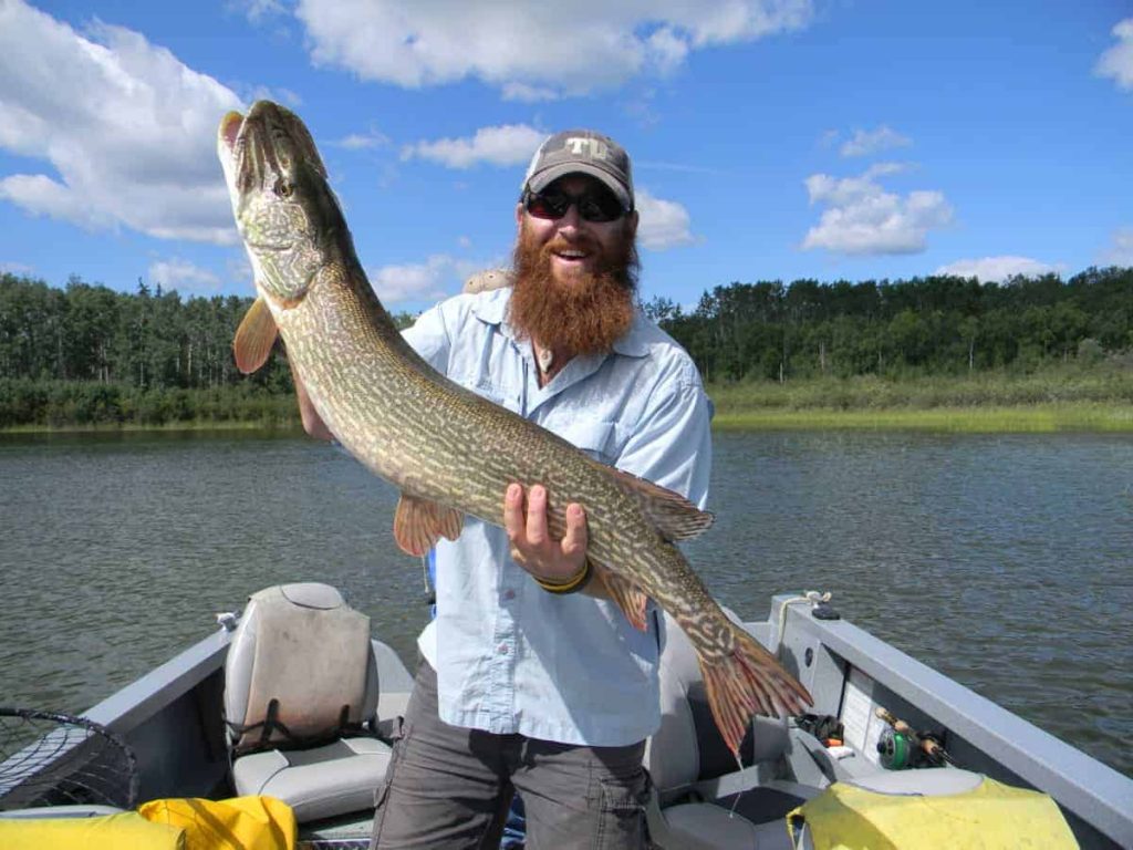 Canadian Pike-Pike on the Fly-Monster Pike