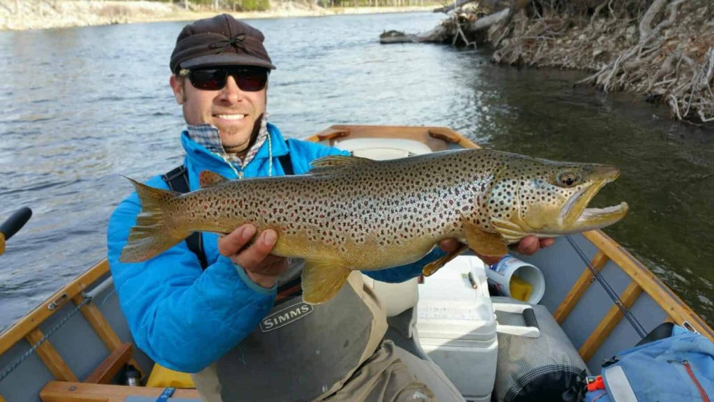 Montana brown trout-Skwala-Lauer