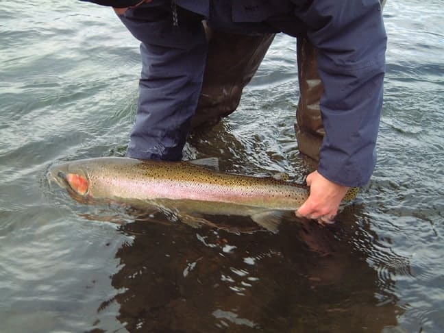 rainbow-salmonfly-freestone rivers