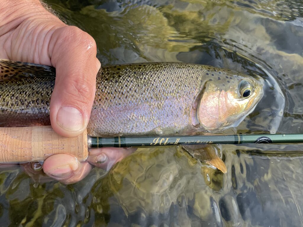 beautiful mountain rainbow trout