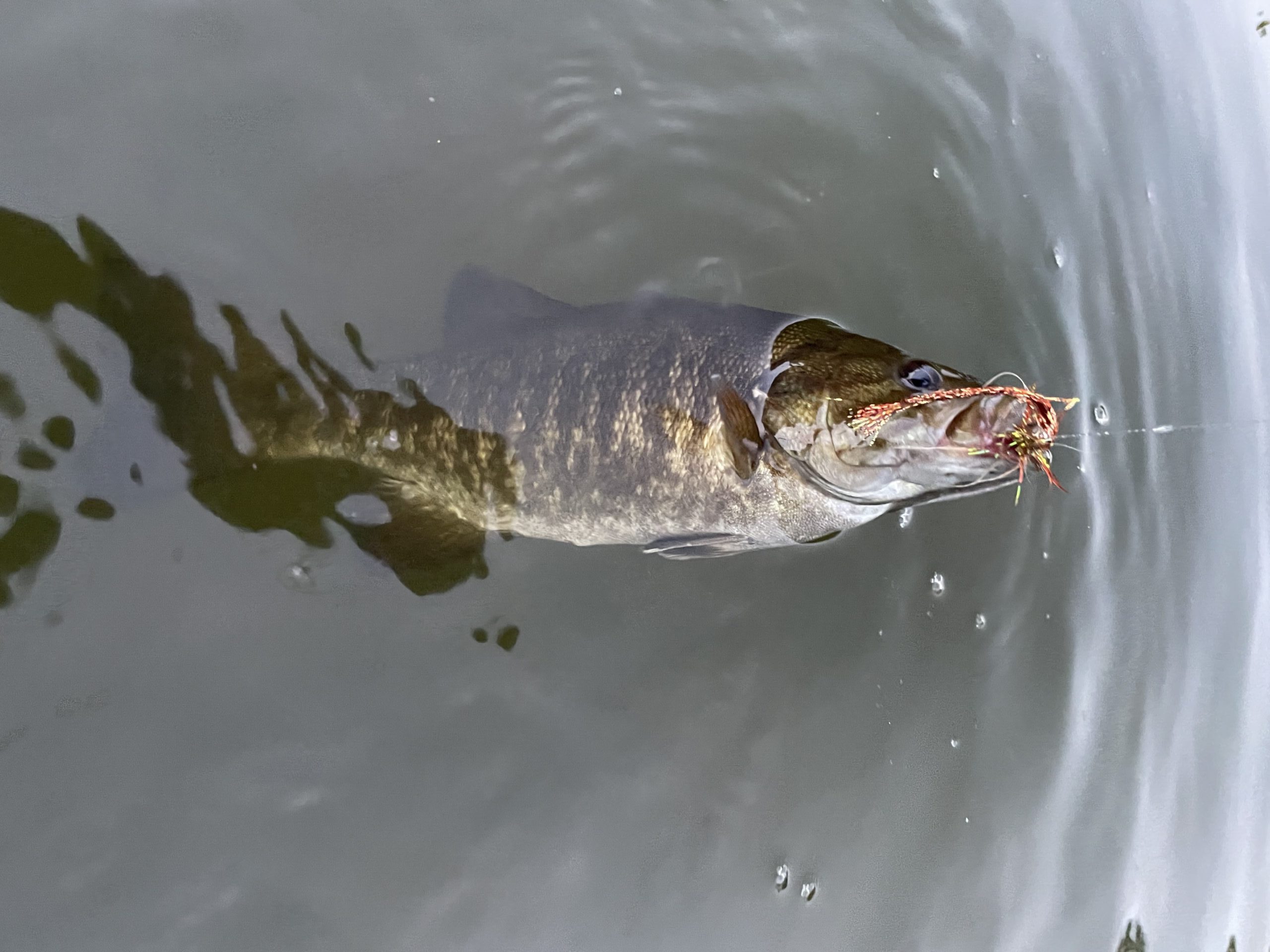 smallmouth with fly