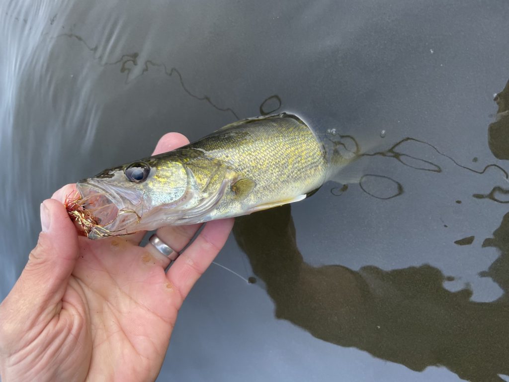 Walleye on the fly