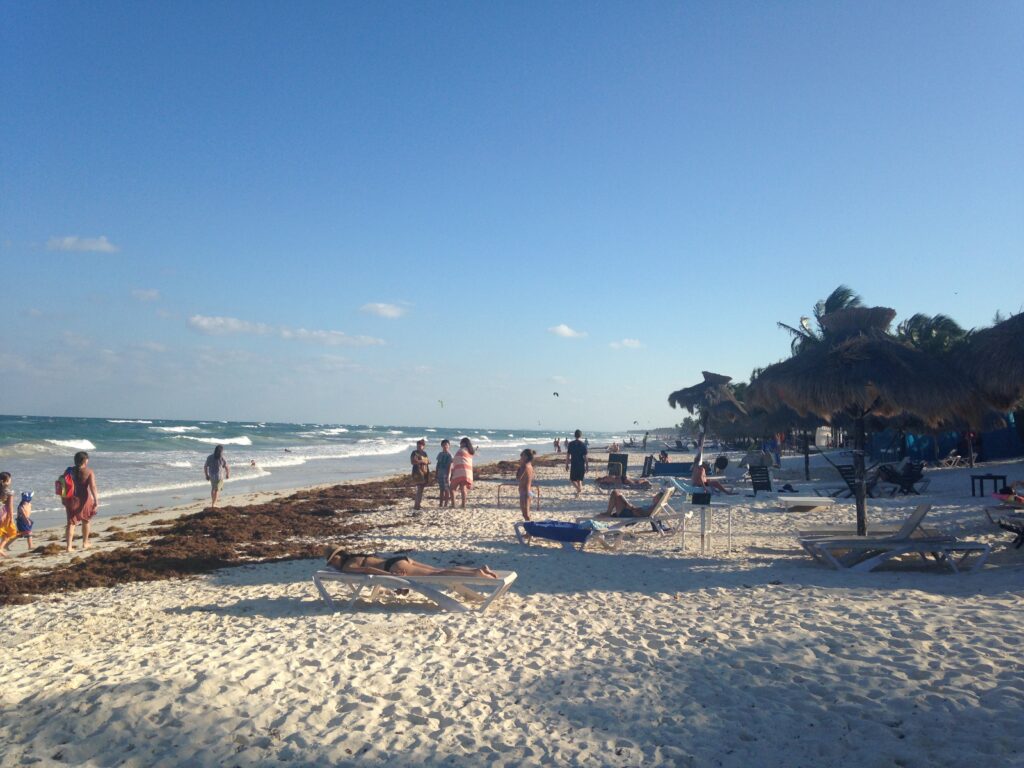 Why is Sargassum Seaweed Washing Up on Beaches