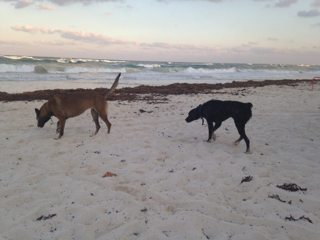 sargassum seaweed washing ashore in Mexico