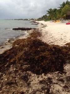 sargassum seaweed washes ashore