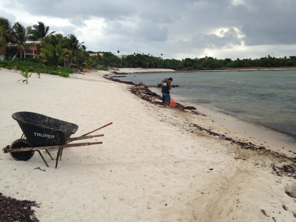 A worker collects sargassum in Mexico